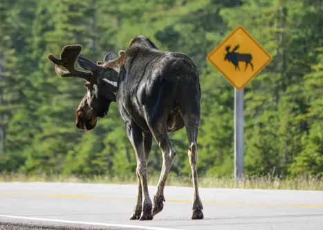 Elg går på vejen i Canada