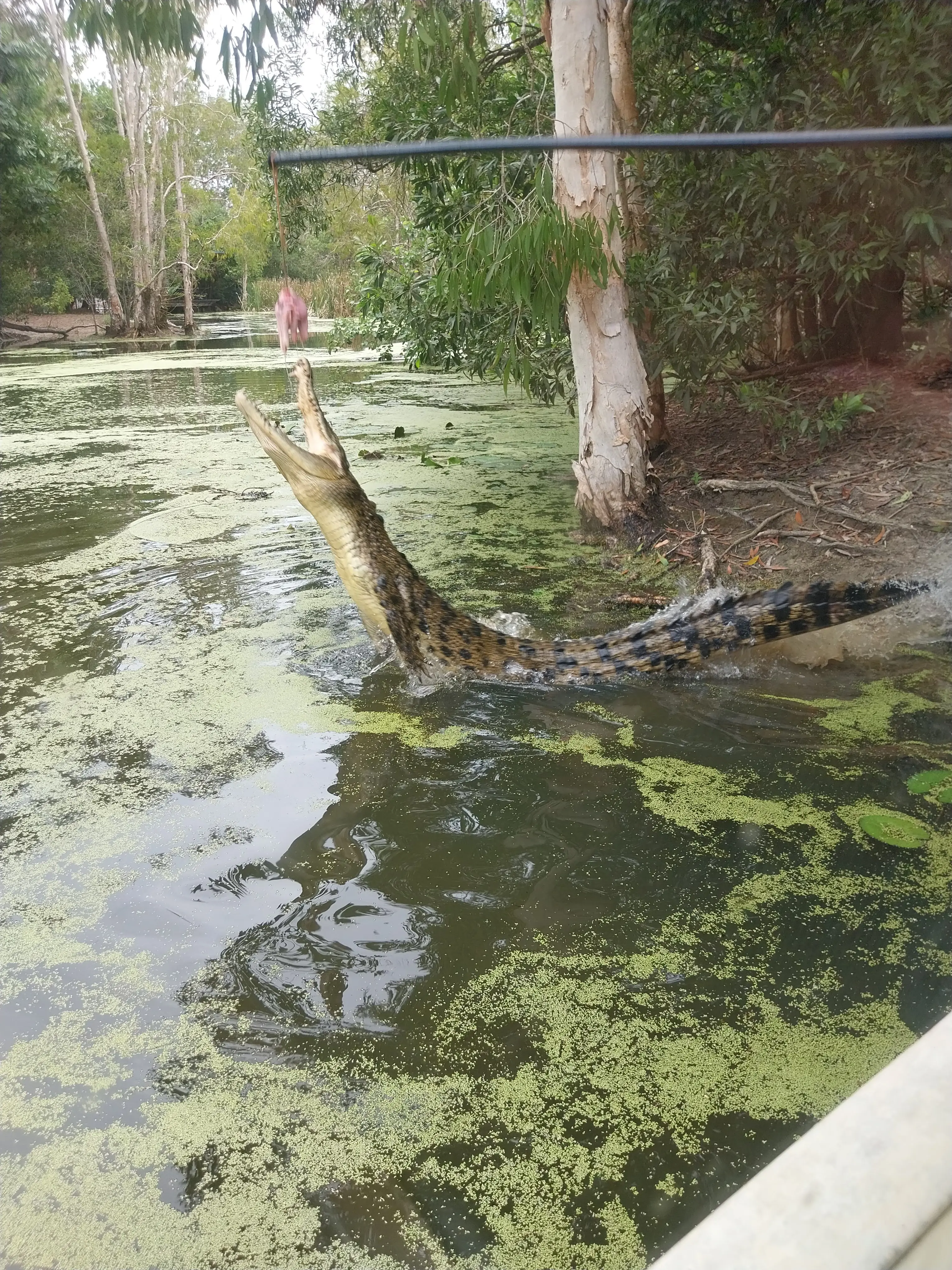 Familien Duvander i Australien (6)