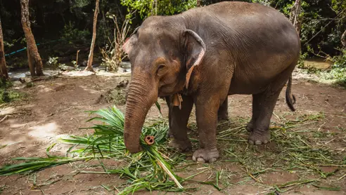 Elefant (2)