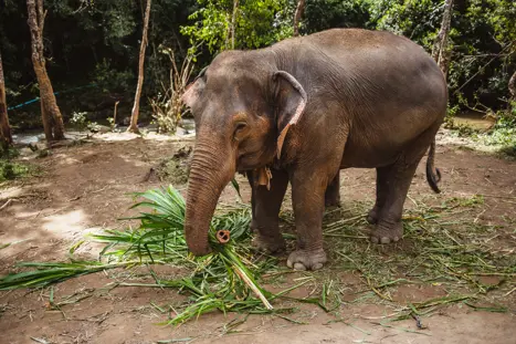 Elefant (2)