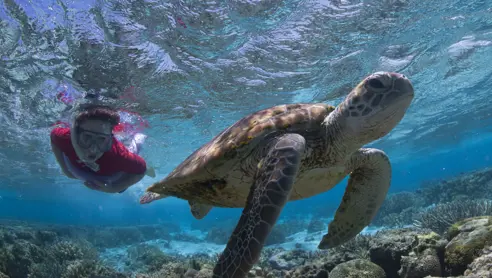 Australien Lady Elliot Island Snorkelling
