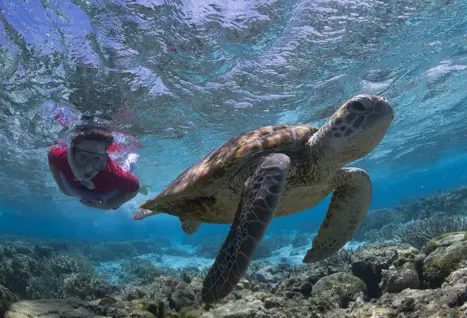 Australien Lady Elliot Island Snorkelling