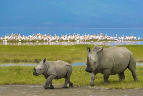 Kenya næsehorn lake nakuru
