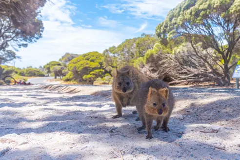 Quokka Rottnest Island