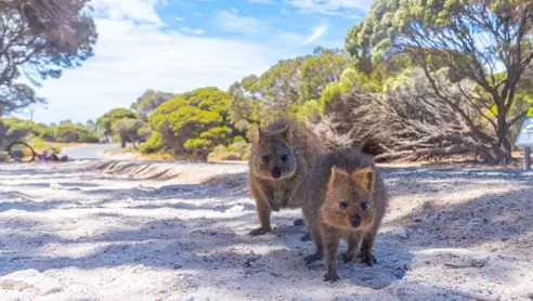 Quokka Rottnest Island