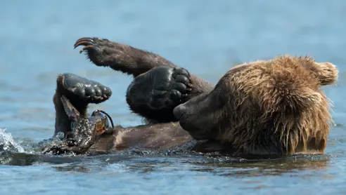 Bjørne ved Brooks Falls i Katmai National Park Alaska USA