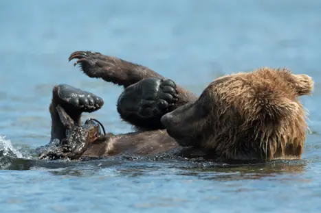 Bjørne ved Brooks Falls i Katmai National Park Alaska USA