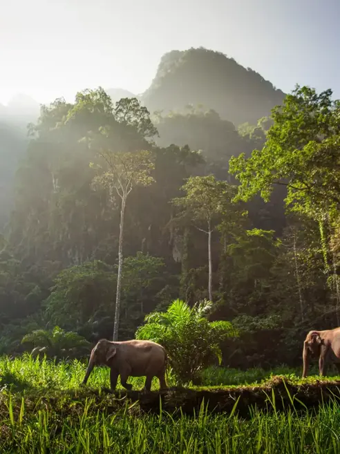 15 Elephant Hills Ethical Elephant Experience No Elephant Riding Or Trekking