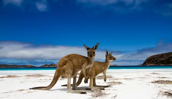 Kangaroo Island Kænguru Australien