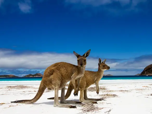 Kangaroo Island Kænguru Australien