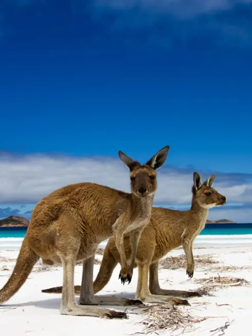 Kangaroo Island Kænguru Australien