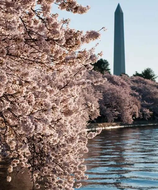 Washington-pink park.jpg (1)