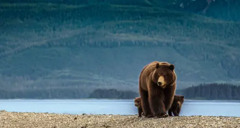 Grizzly Canada