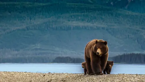 Grizzly Canada