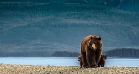 Grizzly Canada