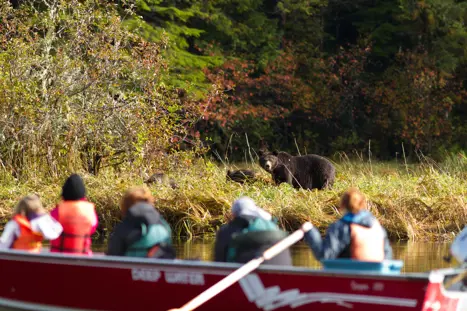 Canada British Columbia Great Bea Lodge