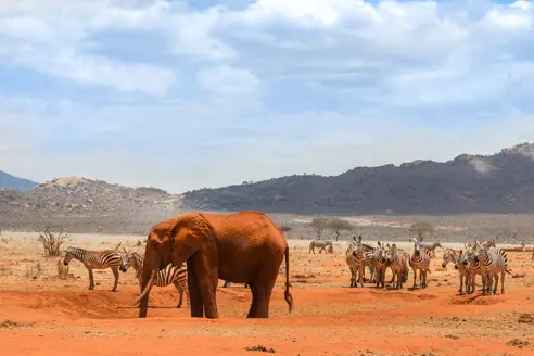 Tsavo East elefant