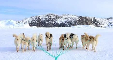 Hundesl Detur Ilulissat