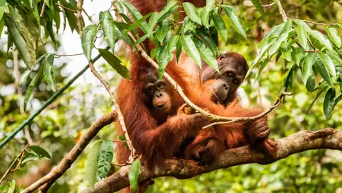 Orangutang Borneo Malaysia