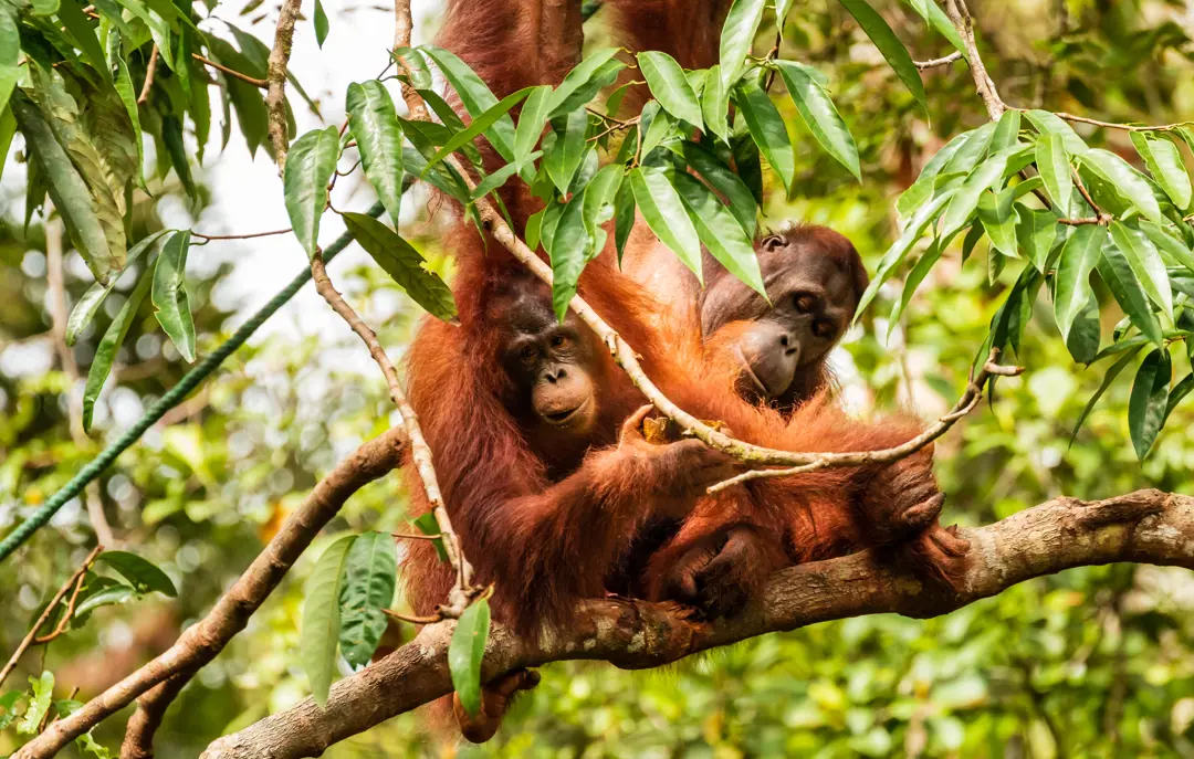 Orangutang Borneo Malaysia