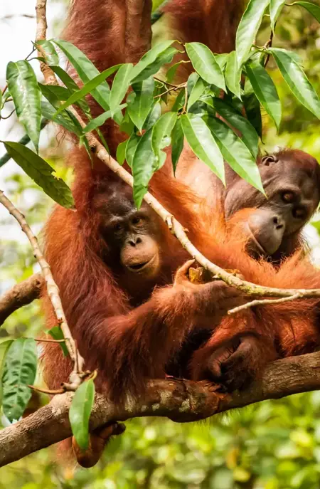 Orangutang Borneo Malaysia