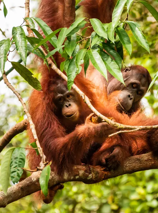 Orangutang Borneo Malaysia