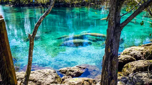 Svøm med manatees i Crystal River Florida USA