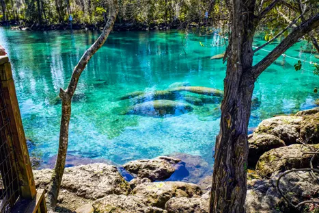 Svøm med manatees i Crystal River Florida USA