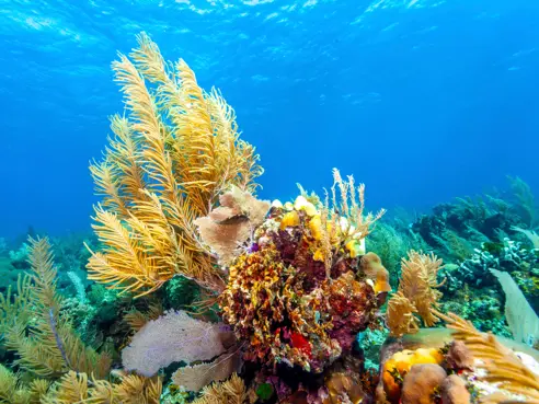 Roatan, Honduras (2)