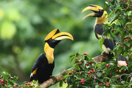 Great Hornbill