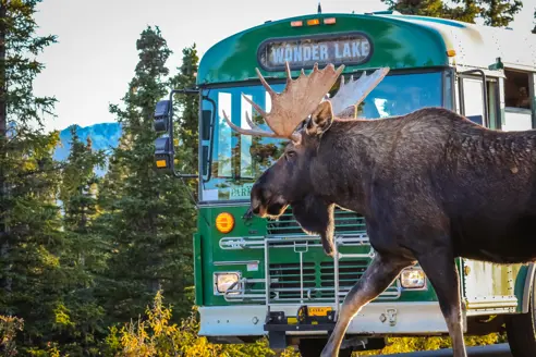 Elg krydser vejen foran grøn Wonder Lake parkbus i Denali Nationalpark Alaska USA
