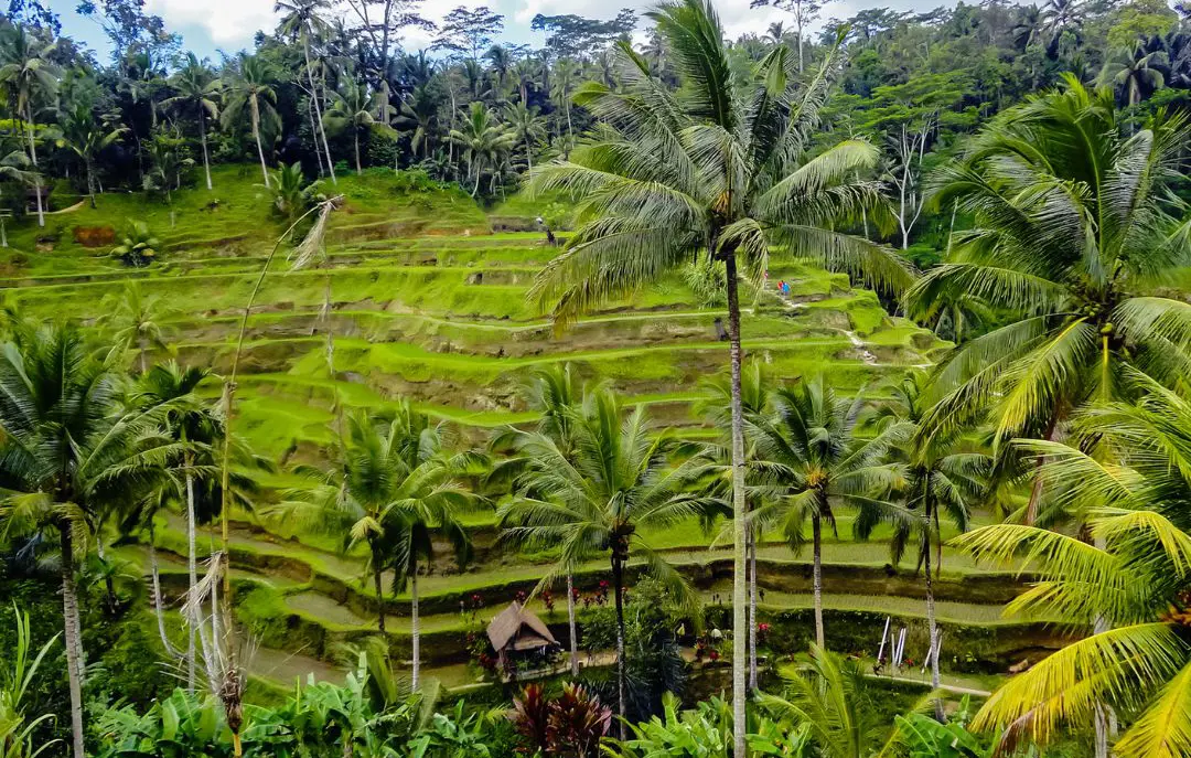 Ubud (2)