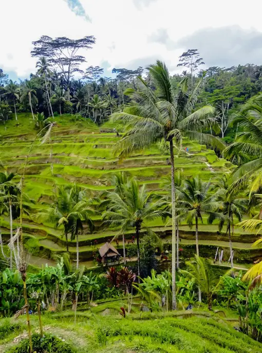 Ubud (2)