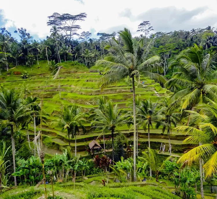Ubud (2)