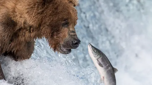 Bjørne ved Brooks Falls i Katmai National Park Alaska USA