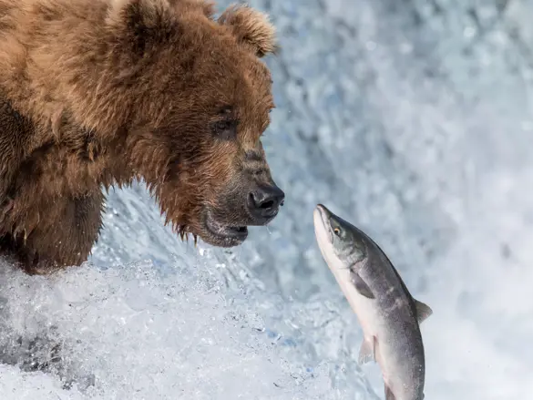 Bjørne ved Brooks Falls i Katmai National Park Alaska USA