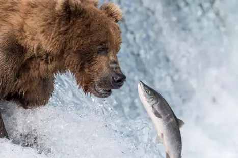 Bjørne ved Brooks Falls i Katmai National Park Alaska USA