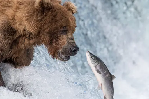 Bjørne ved Brooks Falls i Katmai National Park Alaska USA