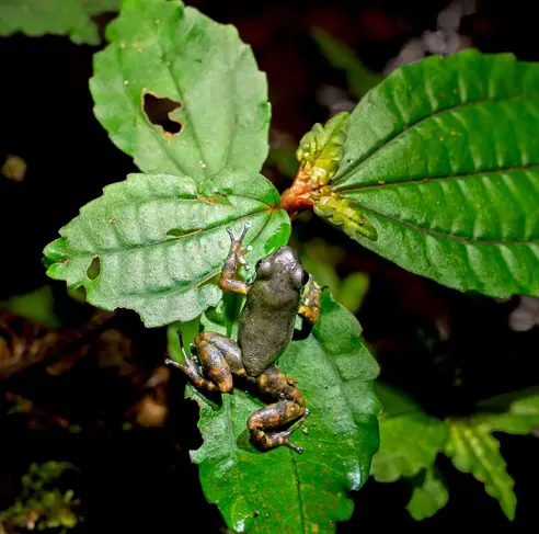 Web Animales Bigai 2025 1 31