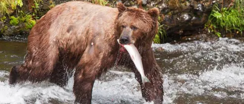 Rejseplan Canada Campbell River Brown Bear