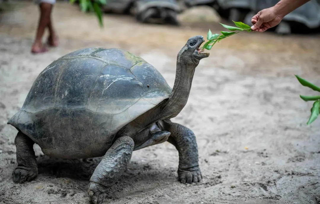 Victoria Botanical Gardens