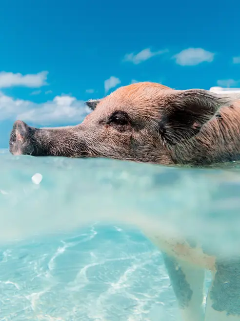 Pig Island