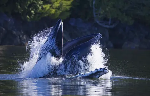 Canada Tofino Hvalsafari