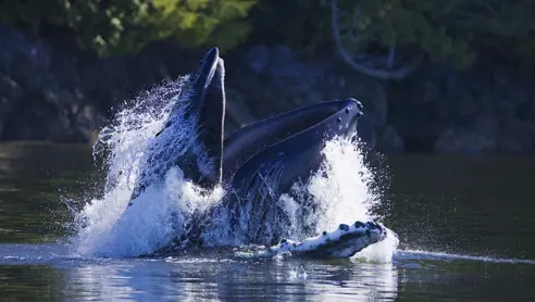 Canada Tofino Hvalsafari