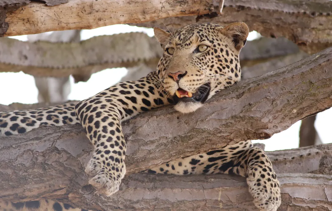 Safari i Tarangire National Park i Tanzania