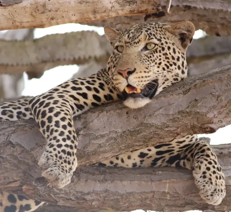 Safari i Tarangire National Park i Tanzania