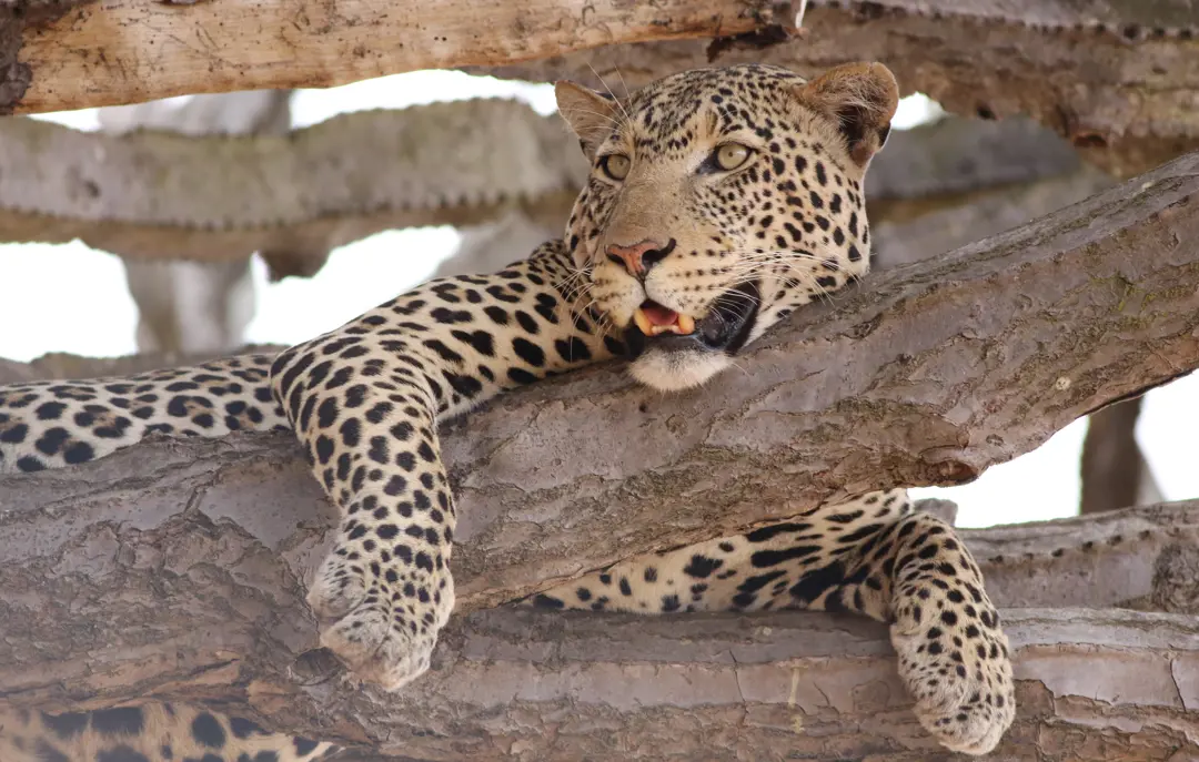 Safari i Tarangire National Park i Tanzania