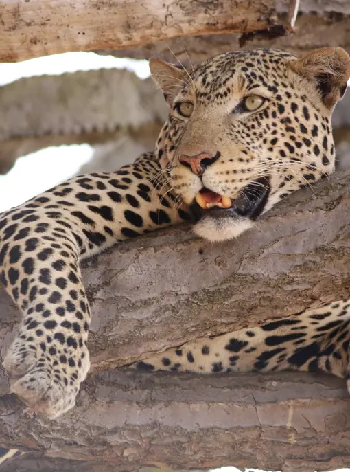 Safari i Tarangire National Park i Tanzania