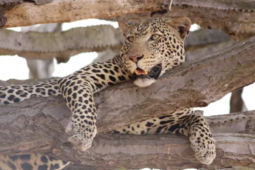 Safari i Tarangire National Park i Tanzania