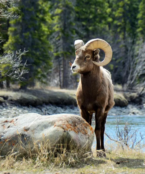 Inspiration Canada Jasper Bjergged (1)